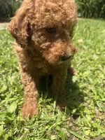 MOLLY F1BB, a female Miniature Goldendoodle for sale in Due West, SC – 2 of 5