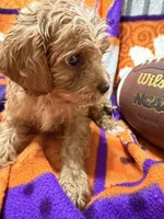 Max, a male Cavapoo for sale in Due West, SC – 3 of 5
