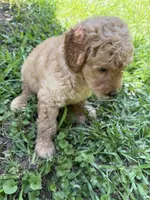 BENJI F1B, a male Miniature Goldendoodle for sale in Due West, SC – 2 of 6