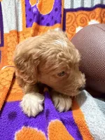 Lily, a female Miniature Goldendoodle for sale in Due West, SC – 3 of 5