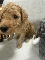 BEAR F1BB, a male Miniature Goldendoodle for sale in Due West, SC – Photo 2 of 6