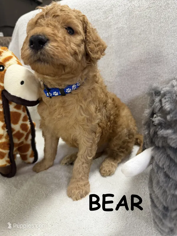 BEAR F1BB – Miniature Goldendoodle puppy for sale in Due West, SC