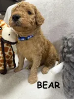 BEAR F1BB, a male Miniature Goldendoodle for sale in Due West, SC – Photo 1 of 6