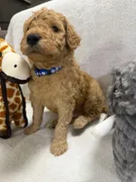 BEAR F1BB, a male Miniature Goldendoodle for sale in Due West, SC – Photo 5 of 6