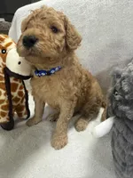 BEAR F1BB, a male Miniature Goldendoodle for sale in Due West, SC – Photo 3 of 6