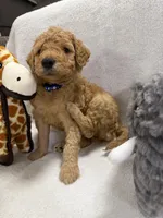 BEAR F1BB, a male Miniature Goldendoodle for sale in Due West, SC – Photo 4 of 6