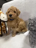 BEAR F1BB, a male Miniature Goldendoodle for sale in Due West, SC – Photo 6 of 6