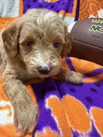 Stella, a female Miniature Goldendoodle for sale in Due West, SC – 5 of 5
