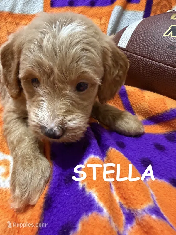Stella – Miniature Goldendoodle puppy for sale in Due West, SC