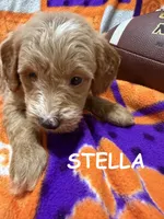 Stella, a female Miniature Goldendoodle for sale in Due West, SC – 1 of 5