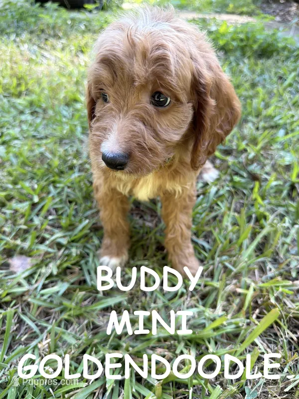 Buddy – Miniature Goldendoodle puppy for sale in Due West, SC