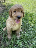BENJI F1B, a male Miniature Goldendoodle for sale in Due West, SC – 4 of 6