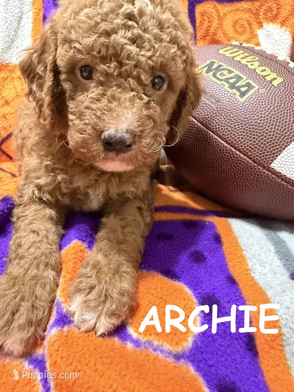 Archie – Miniature Goldendoodle puppy for sale in Due West, SC