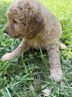 BENJI F1B, a male Miniature Goldendoodle for sale in Due West, SC – 3 of 6