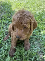 ACE F1B, a male Miniature Goldendoodle for sale in Due West, SC – 4 of 5