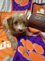 Stella, a female Miniature Goldendoodle for sale in Due West, SC – 4 of 5