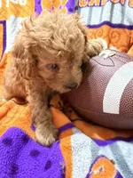 Molly, a female Cavapoo for sale in Due West, SC – 3 of 4