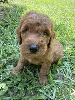 GUS F1B, a male Miniature Goldendoodle for sale in Due West, SC – 3 of 5