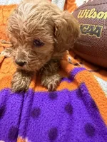 Sadie, a female Cavapoo for sale in Due West, SC – 2 of 3