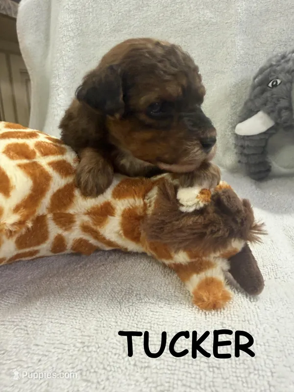 TUCKER F1BB – Miniature Goldendoodle puppy for sale in Due West, SC