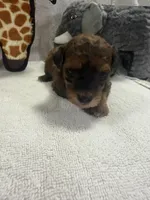 TUCKER F1BB, a male Miniature Goldendoodle for sale in Due West, SC – Photo 4 of 5