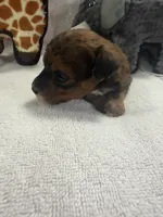 TUCKER F1BB, a male Miniature Goldendoodle for sale in Due West, SC – Photo 3 of 5