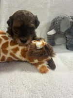 TUCKER F1BB, a male Miniature Goldendoodle for sale in Due West, SC – Photo 5 of 5