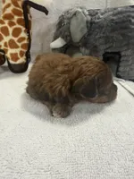 TUCKER F1BB, a male Miniature Goldendoodle for sale in Due West, SC – Photo 2 of 5