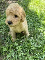 BEAU F1B, a male Miniature Goldendoodle for sale in Due West, SC – 2 of 5