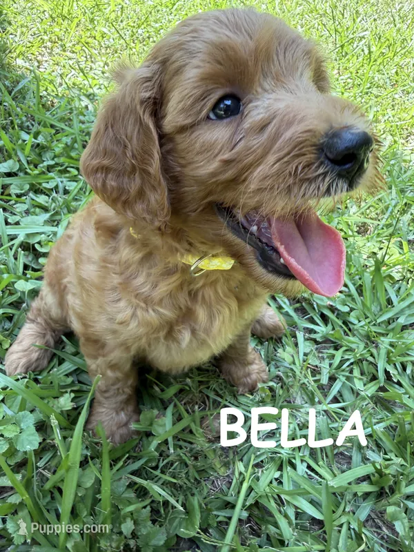 BELLA F1B – Miniature Goldendoodle puppy for sale in Due West, SC