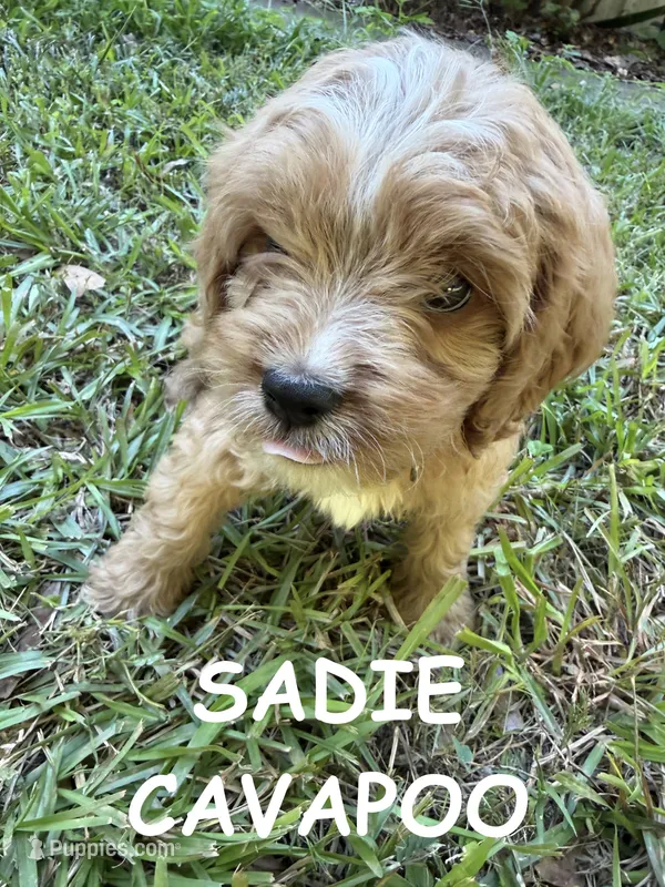 Sadie – Cavapoo puppy for sale in Due West, SC