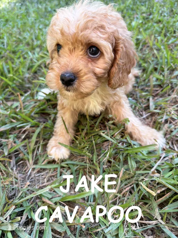 Jake – Cavapoo puppy for sale in Due West, SC