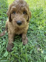 ACE F1B, a male Miniature Goldendoodle for sale in Due West, SC – 3 of 5