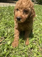 MOLLY F1BB, a female Miniature Goldendoodle for sale in Due West, SC – 4 of 5