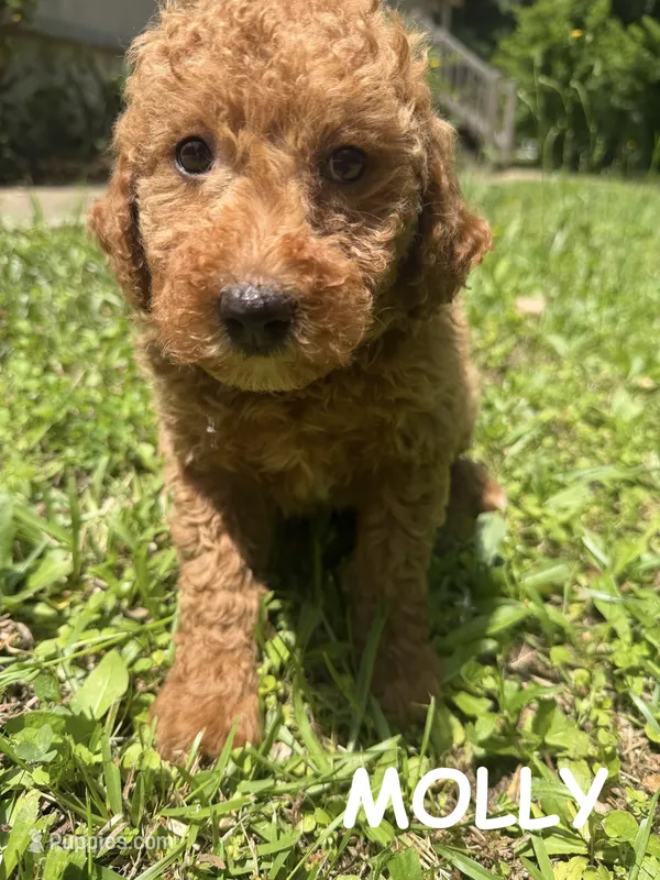 MOLLY F1BB – Miniature Goldendoodle puppy for sale in Due West, SC
