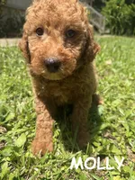 MOLLY F1BB, a female Miniature Goldendoodle for sale in Due West, SC – 1 of 5