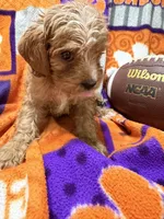 Max, a male Cavapoo for sale in Due West, SC – 5 of 5