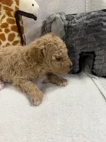 BAILEY F1BB, a female Miniature Goldendoodle for sale in Due West, SC – Photo 6 of 6