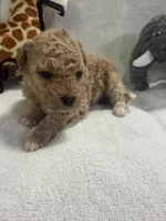 BAILEY F1BB, a female Miniature Goldendoodle for sale in Due West, SC – Photo 5 of 6