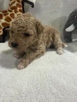 BAILEY F1BB, a female Miniature Goldendoodle for sale in Due West, SC – Photo 2 of 6