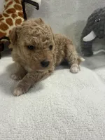 BAILEY F1BB, a female Miniature Goldendoodle for sale in Due West, SC – Photo 4 of 6