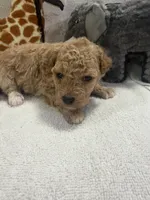 BAILEY F1BB, a female Miniature Goldendoodle for sale in Due West, SC – Photo 3 of 6