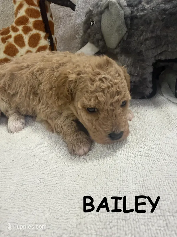 BAILEY F1BB – Miniature Goldendoodle puppy for sale in Due West, SC