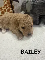 BAILEY F1BB, a female Miniature Goldendoodle for sale in Due West, SC – Photo 1 of 6