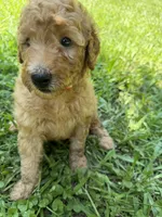 LUCY F1B, a female Miniature Goldendoodle for sale in Due West, SC – 4 of 5