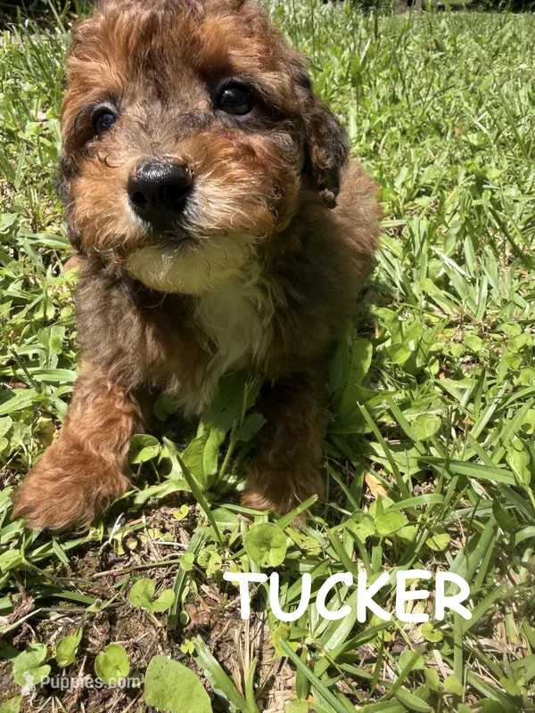 TUCKER F1BB – Miniature Goldendoodle puppy for sale in Due West, SC