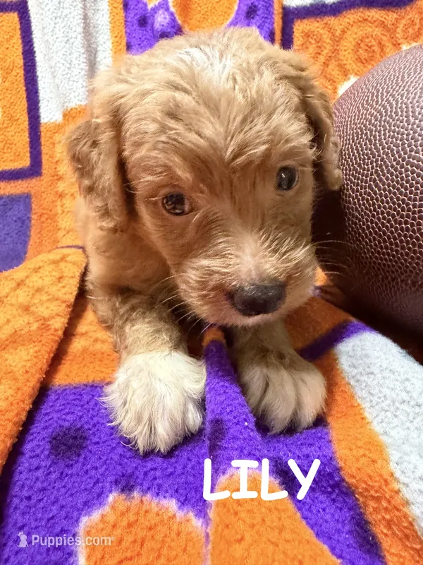 Lily – Miniature Goldendoodle puppy for sale in Due West, SC