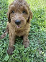 ACE F1B, a male Miniature Goldendoodle for sale in Due West, SC – 2 of 5