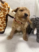 SOPHIA F1BB, a female Miniature Goldendoodle for sale in Due West, SC – Photo 2 of 5