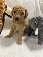 SOPHIA F1BB, a female Miniature Goldendoodle for sale in Due West, SC – Photo 4 of 5